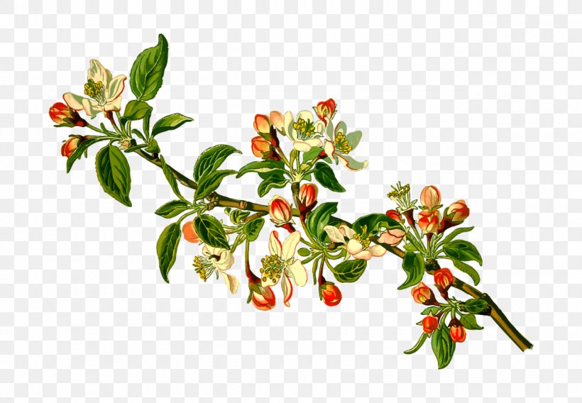 Köhler's Medicinal Plants Malus Sylvestris Apple Fruit Tree, PNG, 1280x888px, Malus Sylvestris, Amygdaloideae, Apple, Apples, Aquifoliaceae Download Free