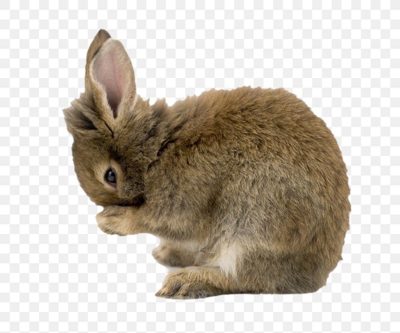 Mini Lop Domestic Rabbit Miniature Lop Easter Bunny Lop Rabbit, PNG, 800x683px, Mini Lop, Animal, Breed, Cat, Domestic Rabbit Download Free