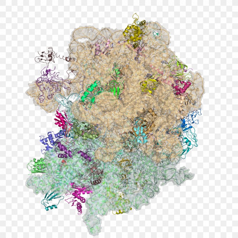 Ribosome Thermus Thermophilus Deinococcus Radiodurans Nobel Prize In Chemistry Protein, PNG, 1200x1200px, Ribosome, Bacteria, Bouquet, Cell, Chemistry Download Free