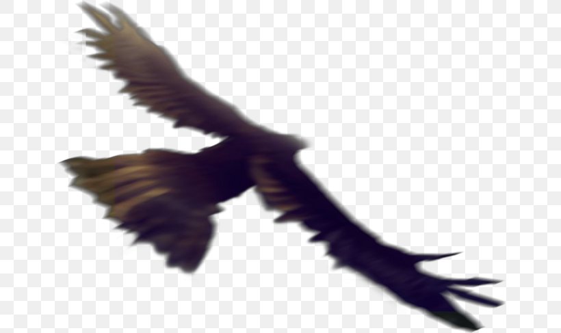 Eagle Bird Flight Hawk, PNG, 658x487px, Eagle, Accipitriformes, Beak, Bird, Bird Of Prey Download Free