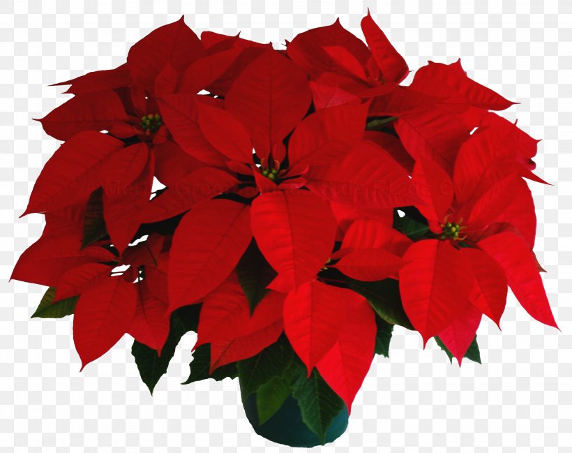 Flower Poinsettia Petal Plant Christmas Eve, PNG, 3072x2433px, Flower, Annual Plant, Camacho, Christmas, Christmas Eve Download Free