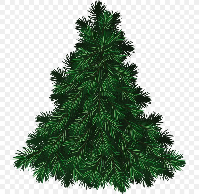 Fraser Fir Tree Pine Balsam Fir Noble Fir, PNG, 719x800px, Fraser Fir, Balsam Fir, Blue Spruce, Christmas, Christmas Decoration Download Free