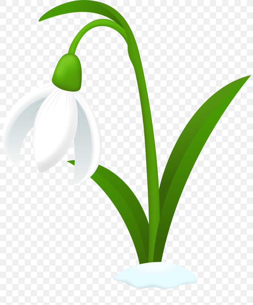 Galanthus Nivalis Flower Clip Art, PNG, 809x988px, Galanthus Nivalis, Bulb, Drawing, Flora, Flower Download Free