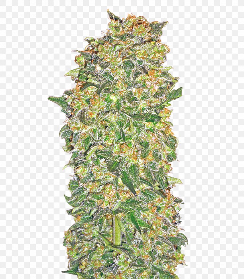 Seed Company Kush Cultivar Seed Bank, PNG, 1400x1600px, Seed, Berry, Camouflage, Cannabidiol, Cannabis Download Free