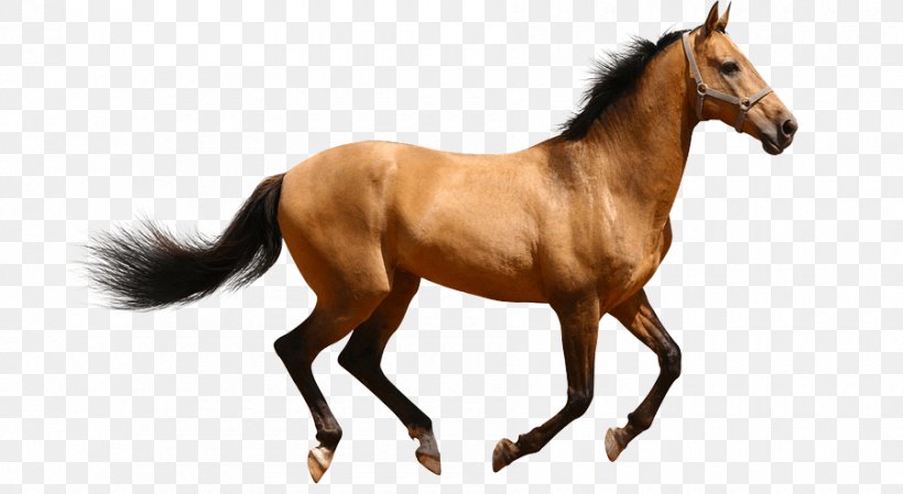 Thoroughbred American Quarter Horse Friesian Horse Colt Stallion, PNG, 900x493px, Thoroughbred, American Quarter Horse, Animal, Animal Figure, Black Download Free