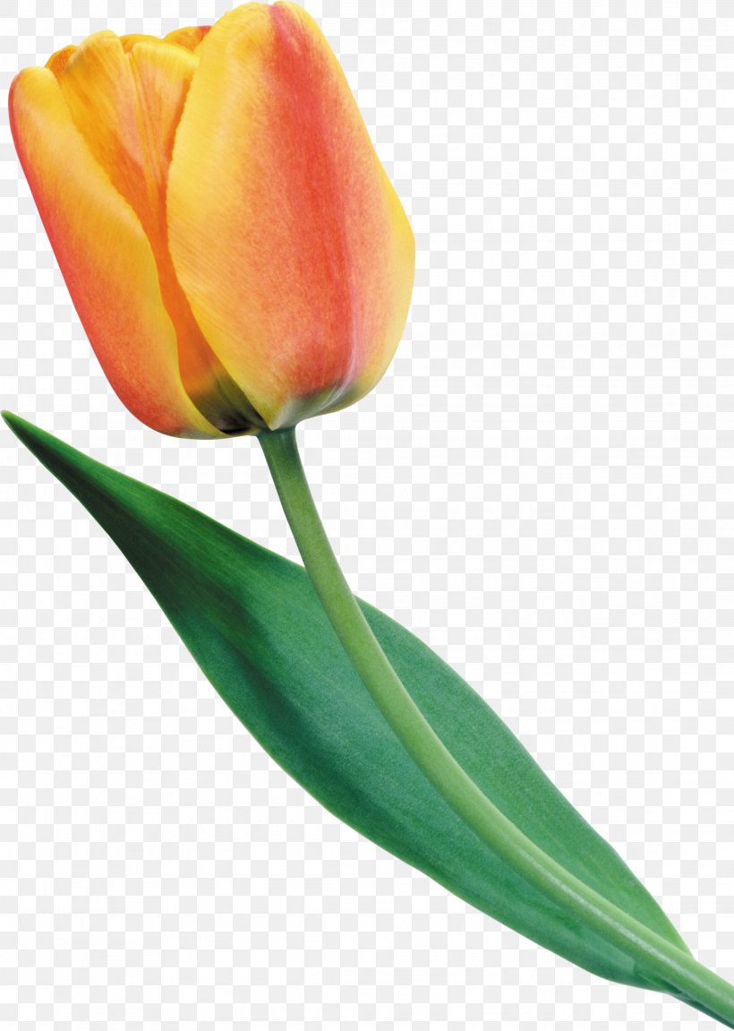 Tulip Flower Yellow Red Clip Art, PNG, 2278x3200px, Tulip, Bud, Color, Cut Flowers, Flower Download Free
