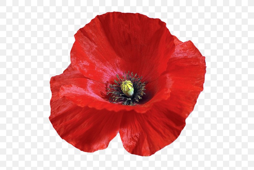 Common Poppy Flower, PNG, 550x550px, Poppy, Annual Plant, Common Poppy, Coquelicot, Cut Flowers Download Free