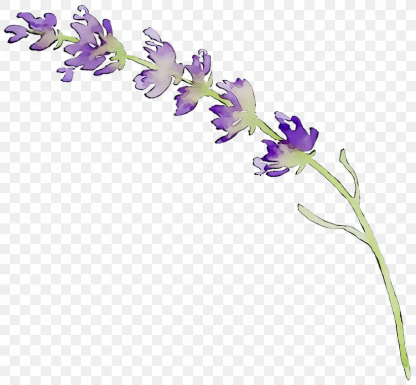 English Lavender Cut Flowers Floral Design Plant Stem, PNG, 1156x1070px, English Lavender, Bellflower Family, Branch, Cut Flowers, Floral Design Download Free