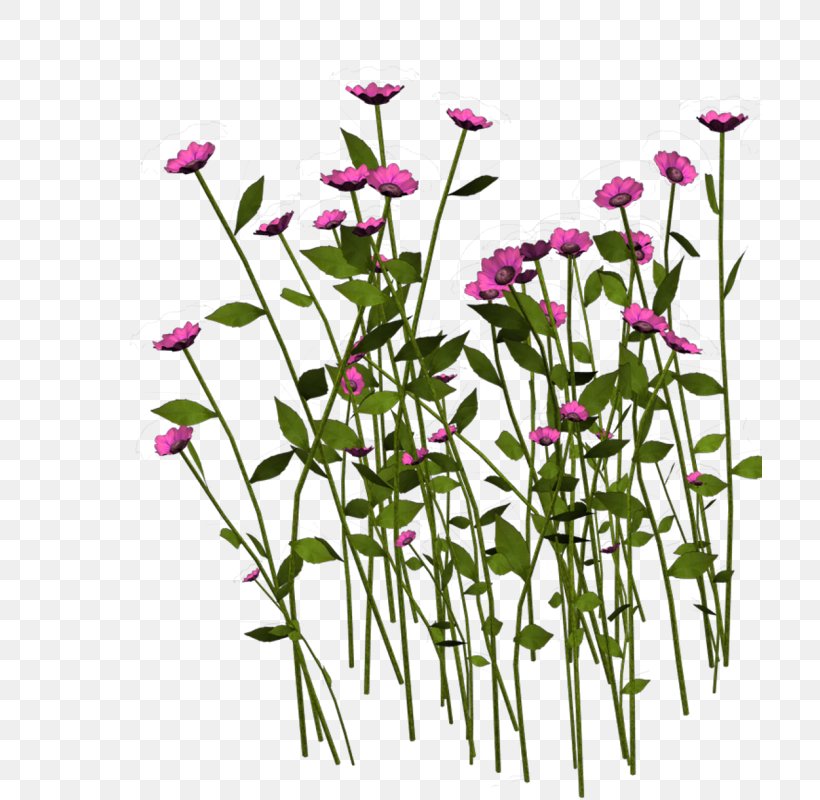 Flower, PNG, 704x800px, Flower, Cut Flowers, Daisy, Daisy Family, Flora Download Free
