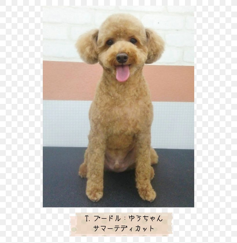 Miniature Poodle Toy Poodle Standard Poodle Cockapoo Goldendoodle, PNG, 595x842px, Miniature Poodle, Breed, Carnivoran, Cockapoo, Companion Dog Download Free