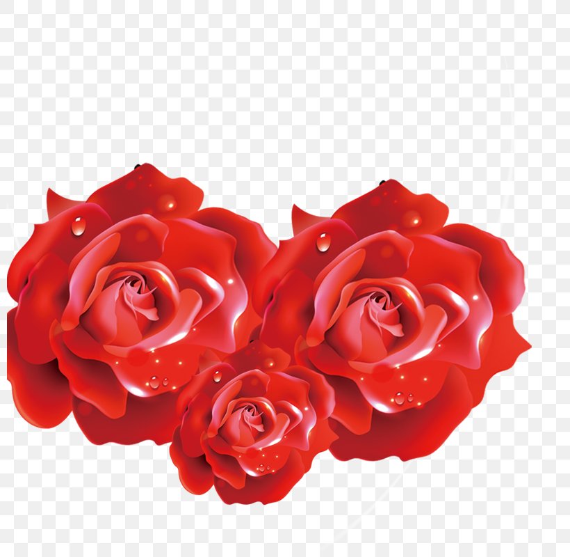 Beach Rose If(we) Download Flower, PNG, 800x800px, Beach Rose, Android, Artificial Flower, Cut Flowers, Floral Design Download Free