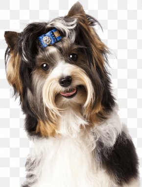 Dog - Dog Pet Sitting Puppy Cat PNG