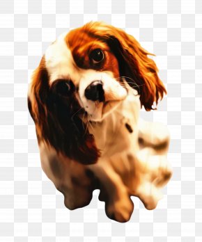 Toy Dog Rare Breed Dog - Golden Retriever Background PNG