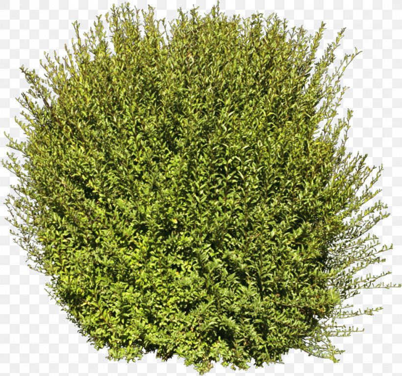Tree Shrub Plant, PNG, 1070x1000px, 3d Computer Graphics, Tree, Autodesk 3ds Max, Biome, Color Download Free
