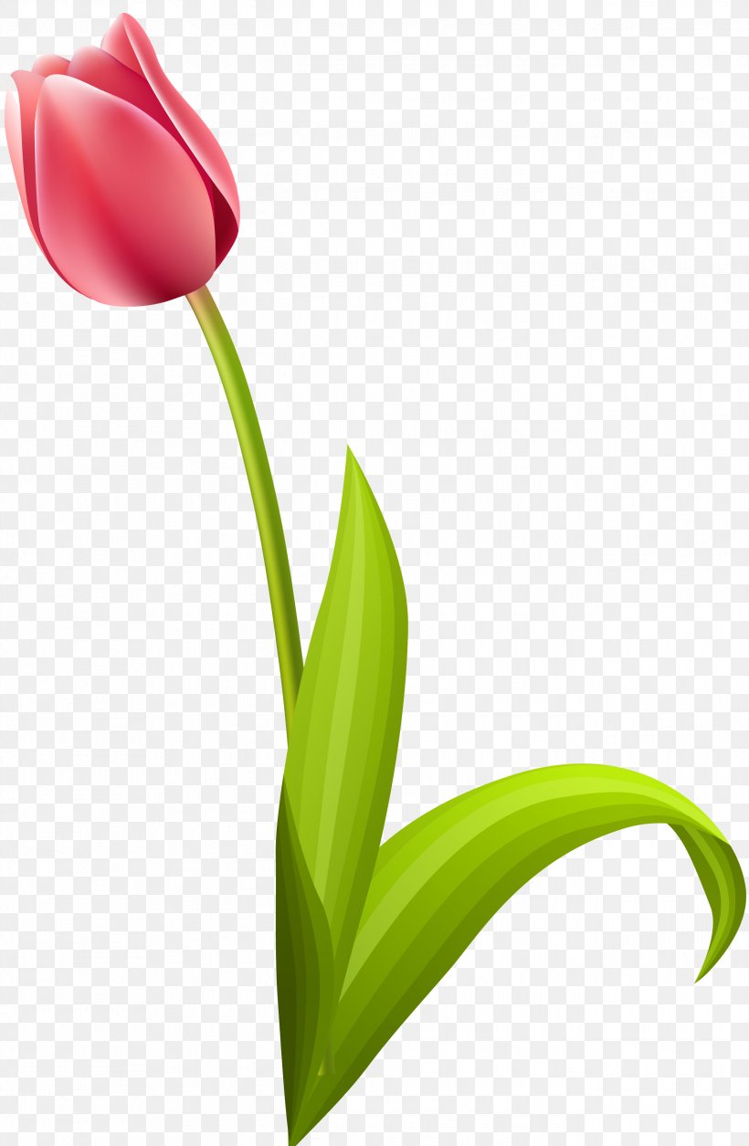 Cut Flowers Flowering Plant Tulip, PNG, 2590x3966px, Flower, Bud, Cut Flowers, Family, Flowering Plant Download Free