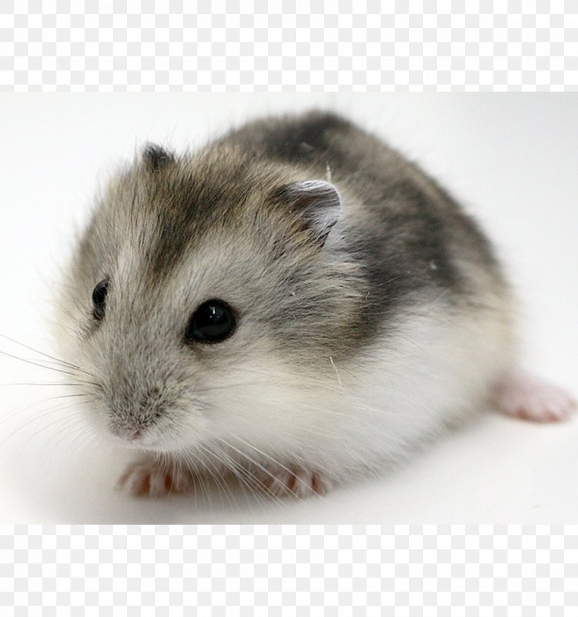 Campbell's Dwarf Hamster Djungarian Hamster Roborovski Hamster Myomorpha Le Hamster, PNG, 900x962px, Djungarian Hamster, Animal, Asiatic Dwarf Hamsters, Chinese Hamster, Cricetidae Download Free