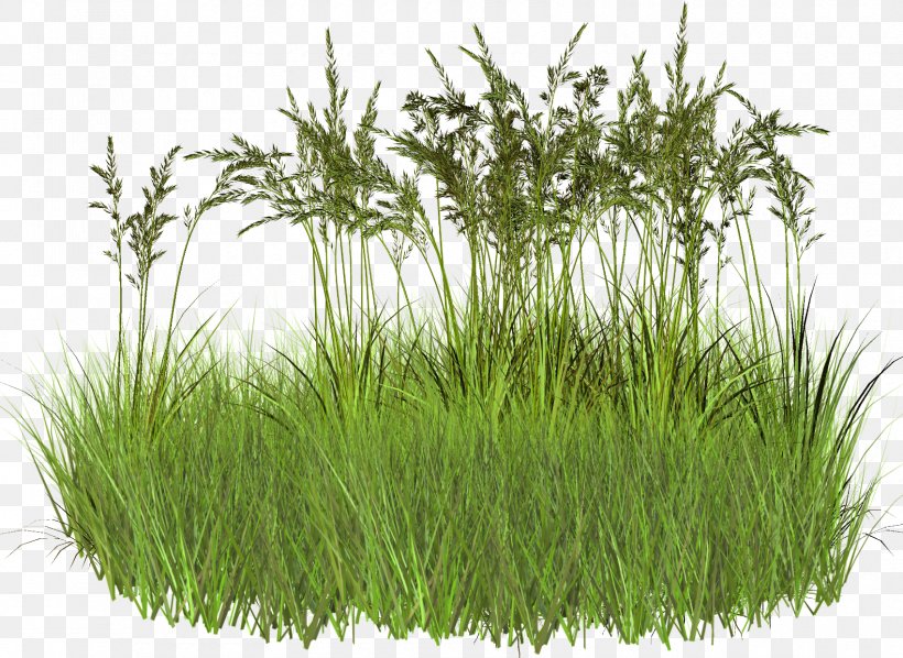Herbicide Weed Clip Art, PNG, 1700x1240px, Herbicide, Aquarium Decor, Chrysopogon Zizanioides, Commodity, Grass Download Free