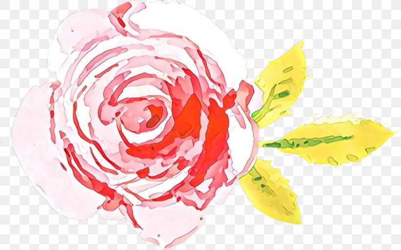 Garden Roses, PNG, 1080x675px, Cartoon, Flower, Garden Roses, Petal, Pink Download Free