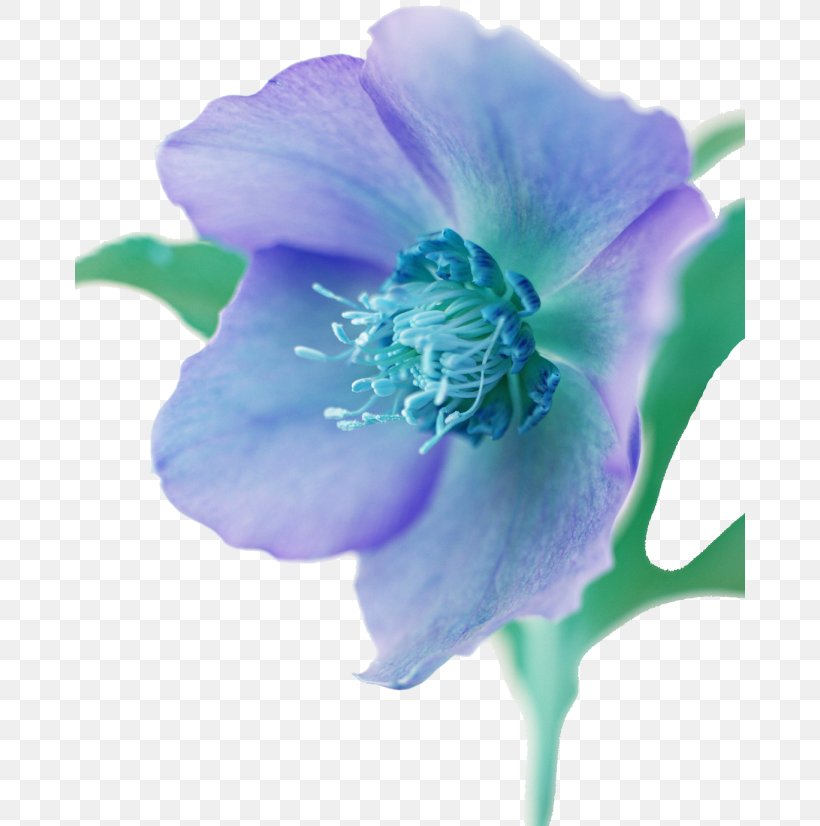 Illustration Flower JPEG Image Painting, PNG, 670x826px, Flower, Anemone, Bellflower Family, Blue, Cut Flowers Download Free