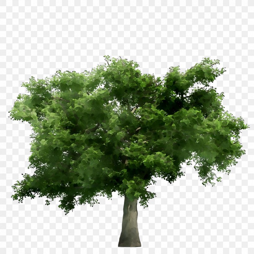Japanese Zelkova Branch Tree Bonsai Image, PNG, 1187x1187px, Japanese Zelkova, Arbor Day, Bonsai, Branch, California Live Oak Download Free