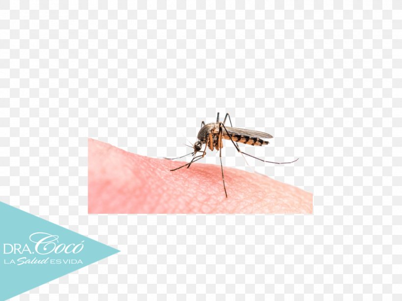 Malaria Parasite Marsh Mosquitoes Insect Bites And Stings, PNG, 1500x1125px, Malaria, Antiseptic, Arthropod, Chemical Compound, Coco Download Free