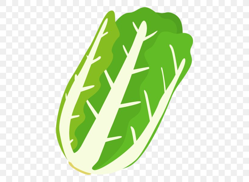 Napa Cabbage Illustration Image Nabemono Vegetable, PNG, 600x600px, Napa Cabbage, Daikon, Food, Grass, Green Download Free