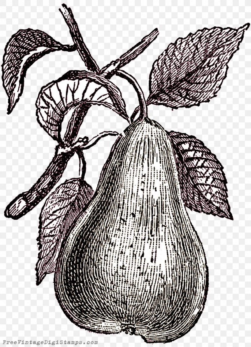 Perry Cider Fruit Williams Pear, PNG, 1083x1499px, Perry, Apple, Bell Pepper, Black And White, Branch Download Free