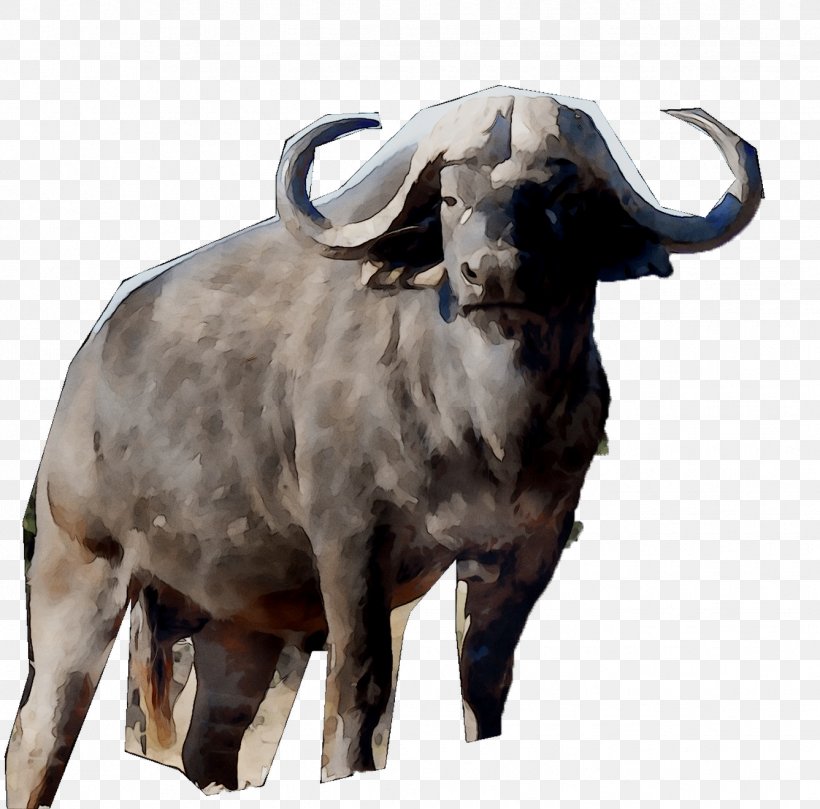 Cattle Ox Goat Terrestrial Animal Snout, PNG, 1337x1320px, Cattle, Animal, Bovine, Bull, Cowgoat Family Download Free