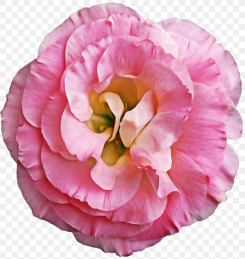 Pink Flower Cartoon, PNG, 1213x1280px, Cabbage Rose, Annual Plant, Artificial Flower, Camellia, Chinese Peony Download Free
