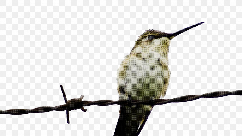 Bird, PNG, 1920x1078px, Bird, Beak, Hummingbird, Jacamar, Perching Bird Download Free