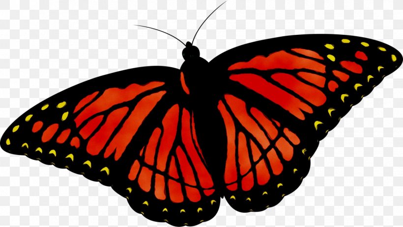 Clip Art Vector Graphics Monarch Butterfly, PNG, 1327x750px, Butterfly, Arthropod, Brushfooted Butterfly, Cynthia Subgenus, Insect Download Free