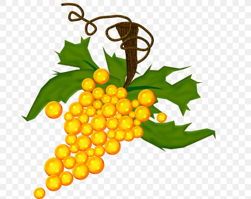 Common Grape Vine Sultana Fruit Vegetable, PNG, 684x649px, Grape, Auglis, Common Grape Vine, Drawing, Flowering Plant Download Free