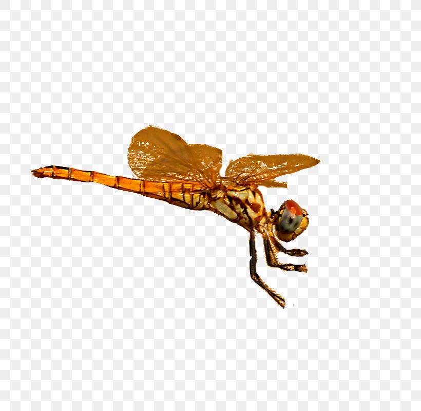 Dragonfly Pterygota, PNG, 800x800px, Dragonfly, Arthropod, Fly, Free Software, Gratis Download Free