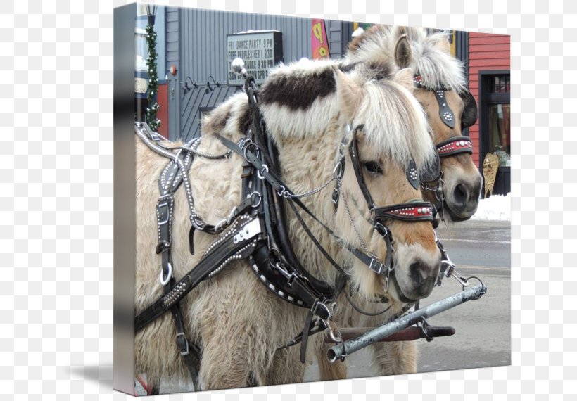 Horse Harnesses Halter Rein Bridle, PNG, 650x570px, Horse Harnesses, Bridle, Halter, Horse, Horse Harness Download Free
