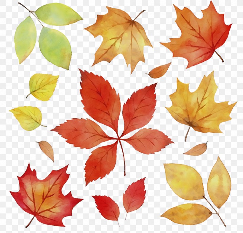 Maple Leaf, PNG, 945x906px, Watercolor, Black Maple, Deciduous, Leaf, Maple Leaf Download Free