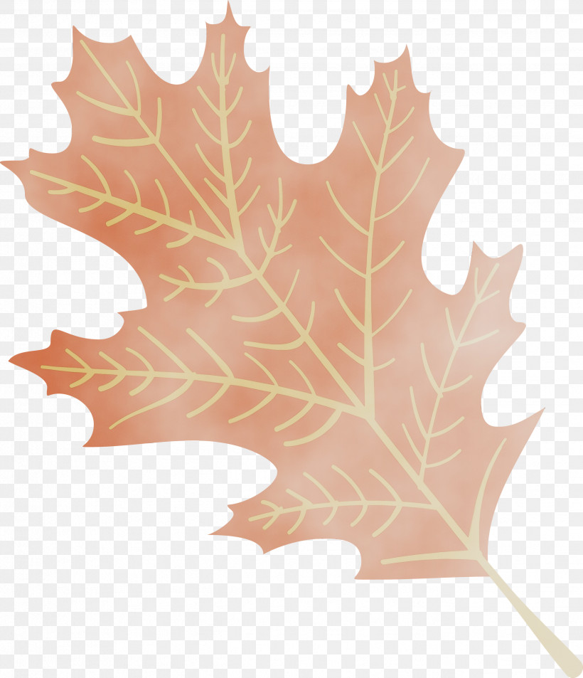 Maple Leaf, PNG, 2581x3000px, Autumn Leaf, Biology, Colorful Leaf, Colorful Leaves, Colourful Foliage Download Free