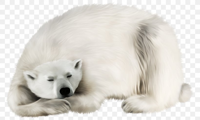 Polar Bear Kodiak Bear Earless Seal Walrus Polar Regions Of Earth, PNG, 1316x794px, Polar Bear, Animal, Arctic, Bear, Breed Group Dog Download Free