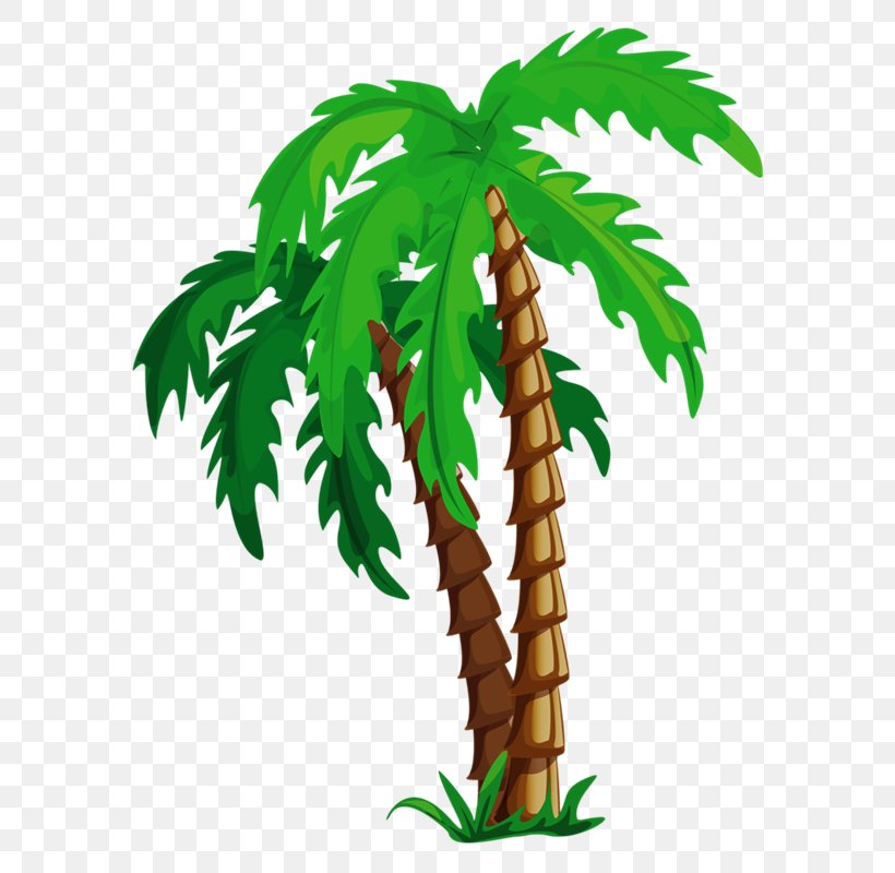 Arecaceae Tropics Clip Art, PNG, 631x800px, Arecaceae, Arecales, Beach, Coconut, Flowering Plant Download Free