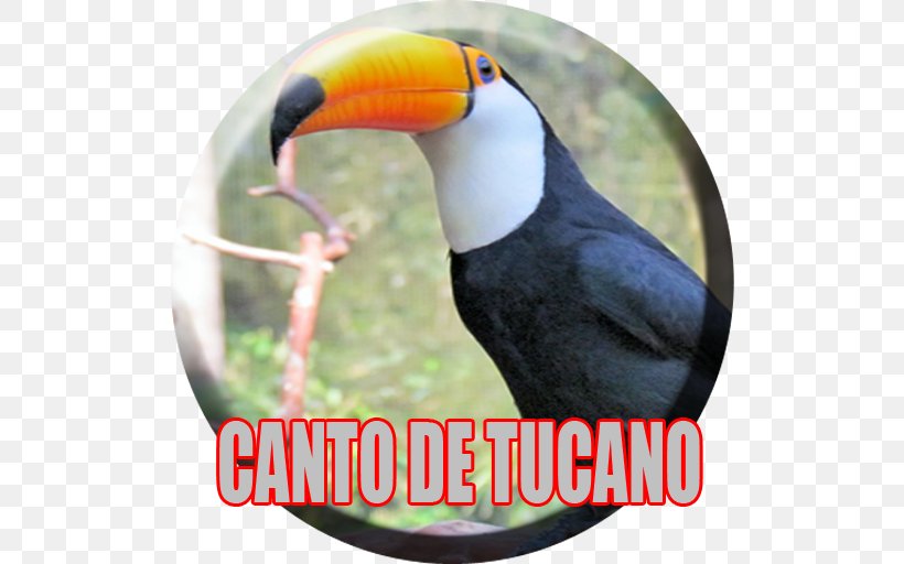 Toucan Advertising Beak Hornbill, PNG, 512x512px, Toucan, Advertising, Beak, Bird, Fauna Download Free