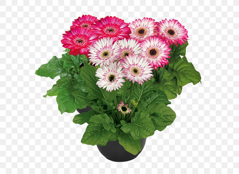 Transvaal Daisy Cut Flowers Houseplant, PNG, 600x600px, Transvaal Daisy, Annual Plant, Carnation, Chrysanthemum, Chrysanths Download Free