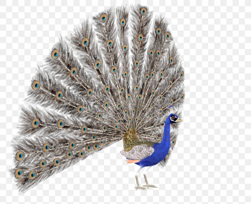 Bird Peafowl Feather, PNG, 900x731px, Bird, Art, Artist, Beak, Deviantart Download Free
