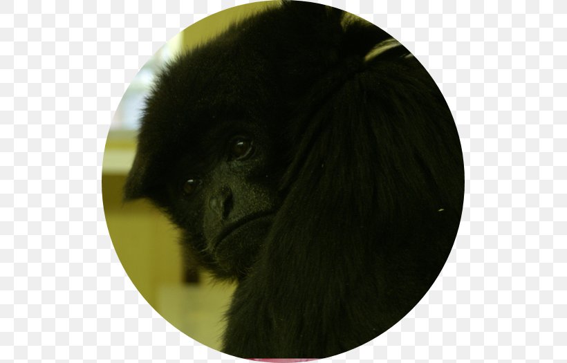 Gorilla Dog Breed New World Monkeys Snout, PNG, 525x525px, Gorilla, Breed, Cercopithecidae, Dog, Dog Breed Download Free