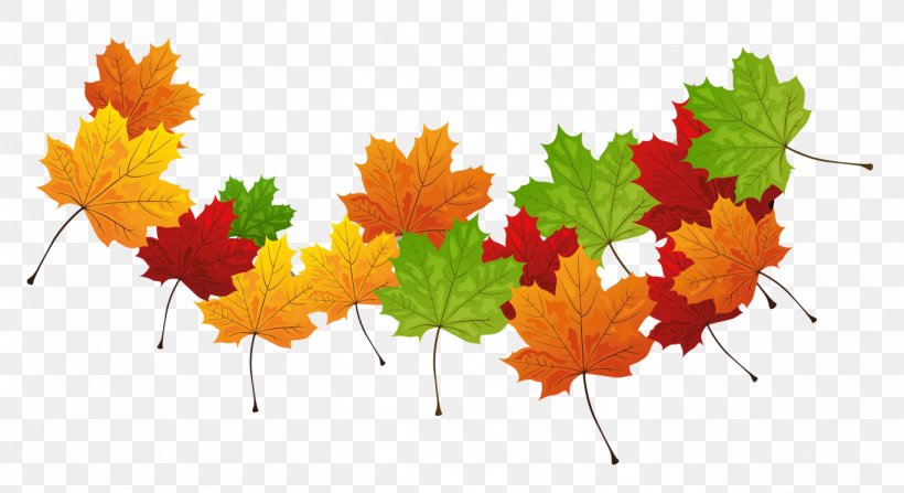 Autumn Leaf Color Autumn Leaves, PNG, 1368x747px, Leaf, Autumn, Autumn Leaf Color, Autumn Leaves, Green Download Free