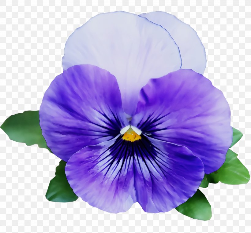 Flower Flowering Plant Violet Purple Petal, PNG, 2072x1928px, Watercolor, Flower, Flowering Plant, Paint, Pansy Download Free