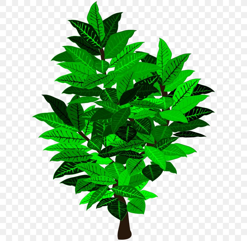 Flowerpot Houseplant Tree Shrub, PNG, 800x800px, Flowerpot, Houseplant, Leaf, Plant, Shrub Download Free