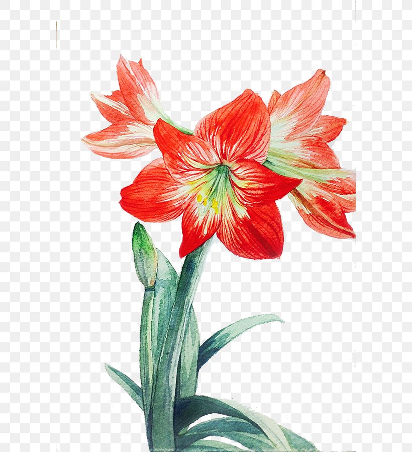 Lilium Red Flower, PNG, 596x898px, Lilium, Alstroemeriaceae, Amaryllis Belladonna, Amaryllis Family, Cut Flowers Download Free
