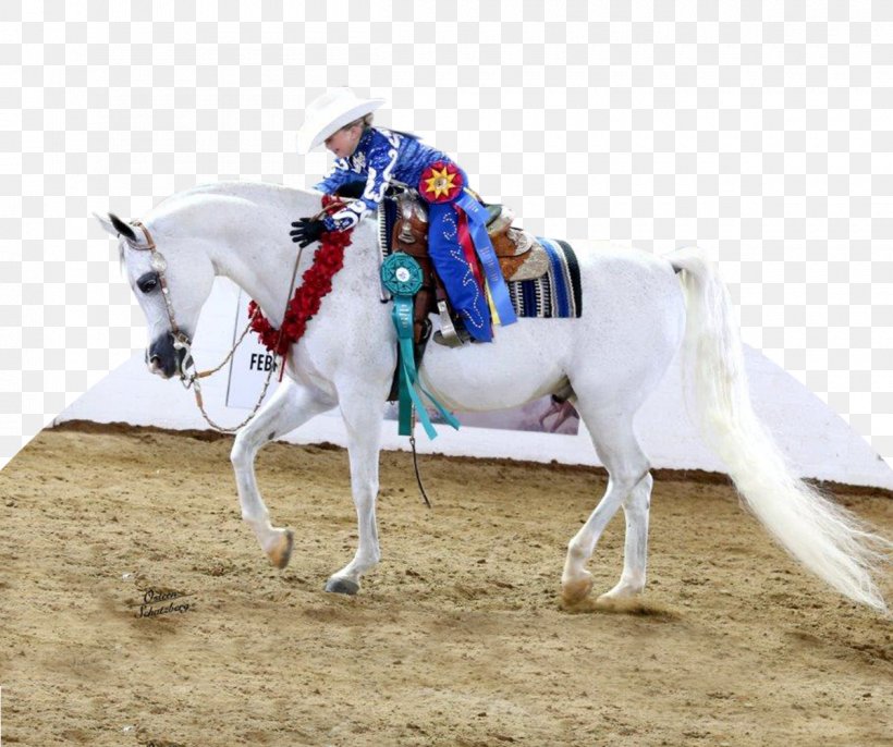 Scottsdale Arabian Horse Show Mustang Stallion Mare, PNG, 1200x1005px, Arabian Horse, Animal Sports, Arabian Horse Times, Bridle, Equestrian Download Free