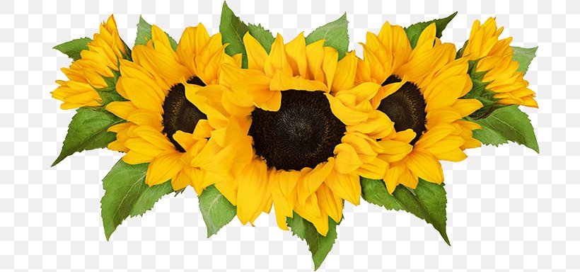 Sunflower, PNG, 791x384px, Flower, Cut Flowers, Flowering Plant, Petal, Plant Download Free