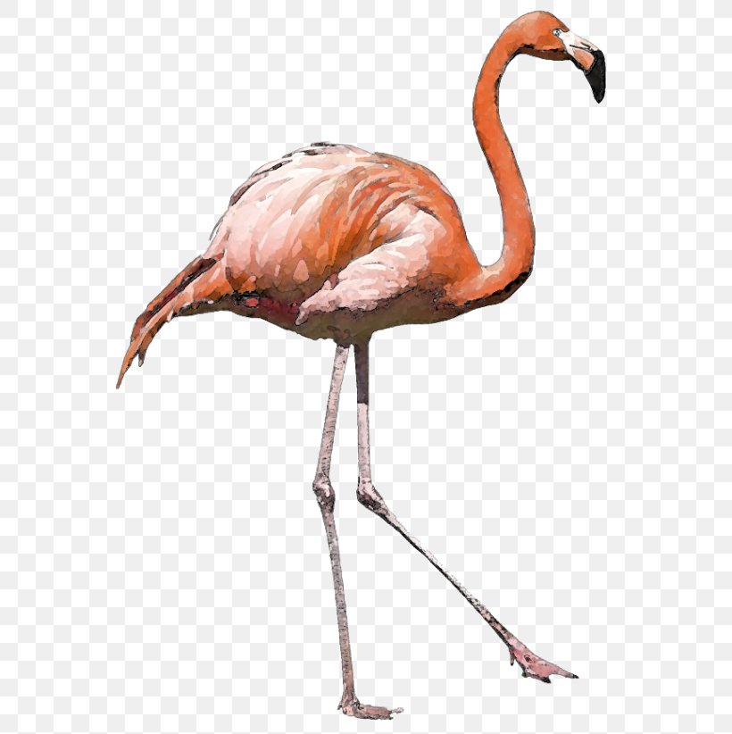 American Flamingo Bird Greater Flamingo, PNG, 640x822px, Flamingo, American Flamingo, Beak, Bird, Chilean Flamingo Download Free
