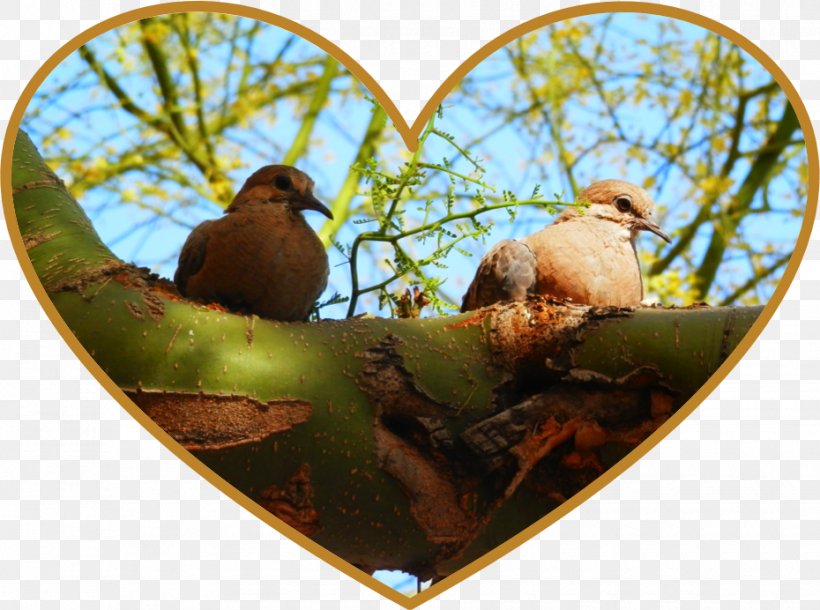 Bird Fauna Animal Beak, PNG, 930x692px, Bird, Animal, Beak, Fauna Download Free